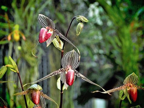 5-five-5: The gold of Kinabalu (Paphiopedilum rothschildianum)