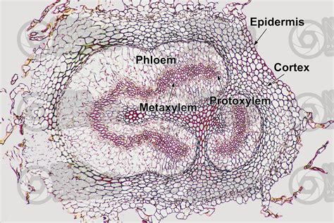 Adiantum sp. Walking fern. Rhizome. Amphiphloic siphonostele. Transverse section. 64X - Adiantum ...