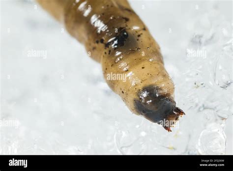 Crane fly larvae hi-res stock photography and images - Alamy