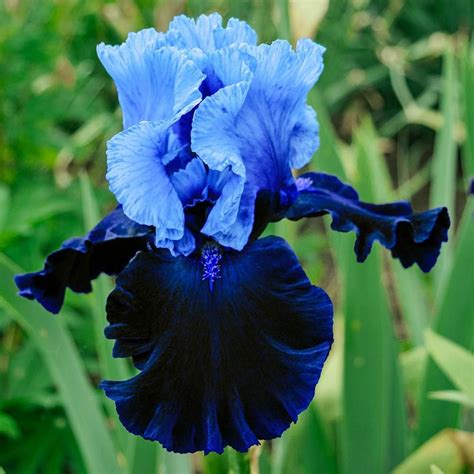 Breck's Fatal Attraction Bearded Iris 2-Toned Blue Flowers Live ...