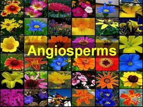 Angiosperms (Flowering Plants) | Quizalize