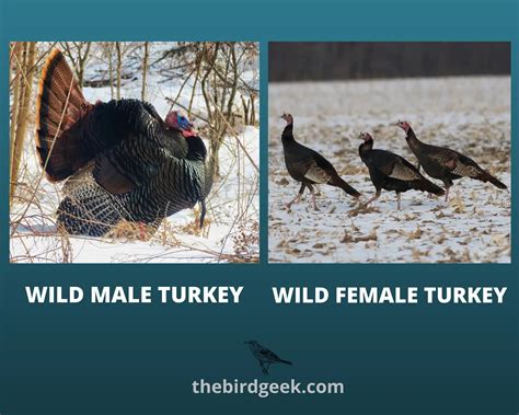 How To Identify Turkey Feathers - Best Guide With Tips, Tricks, and Meaning - The Bird Geek