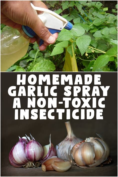 Homemade Garlic Spray A Non Toxic Insecticide Insecticide Herb Pots | The Best Porn Website