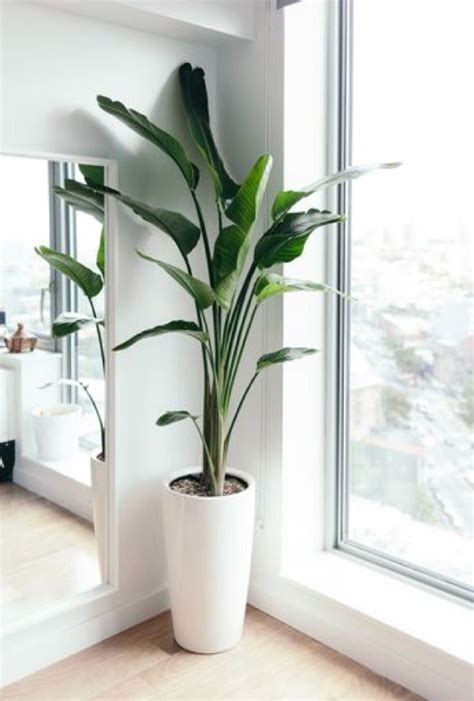 Artificial Plants For Living Room - Apartment Layout