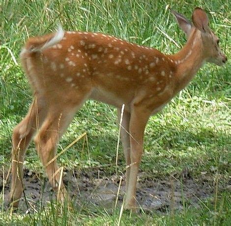 Mammal | Mississippi state animal - Whitetail Deer - Jackson Animals | Examiner ... | Animals ...