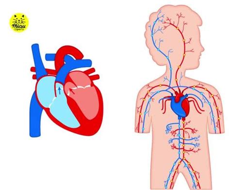 CIRCULATORY SYSTEM - HUMAN BODY CLIPART ANIMATED GIF AND PRINTABLE PNGs