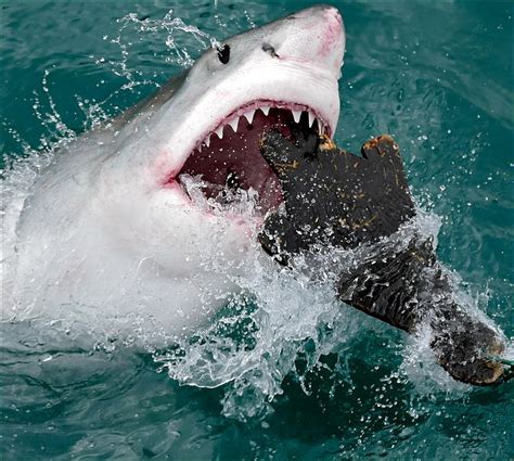 Great White Sharks Feeding, Hunting and Prey | Sea Life, Islands and Oceania — Facts and Details