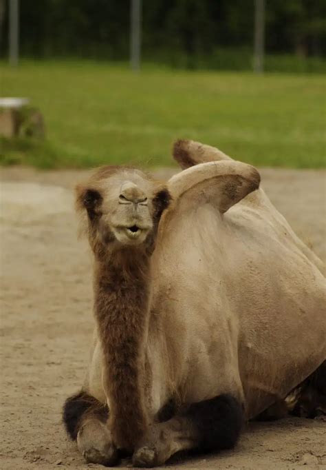 Bactrian Camel | The Animal Facts | Appearance, Diet, Habitat, Behavior