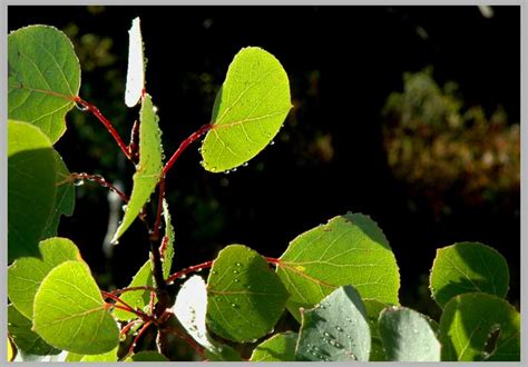 Quaking Aspen Leaves, BLACKFOOT NATION, Montana