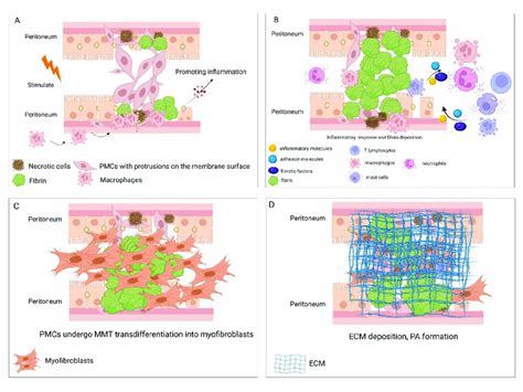 (A) Early stage of peritoneal adhesion (PA) formation: peritoneal... | Download Scientific Diagram