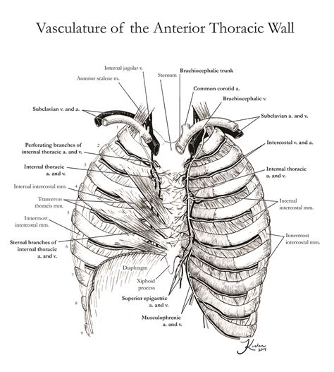 Vasculature of the Anterior Thoracic Wall. – Art as Applied to Medicine