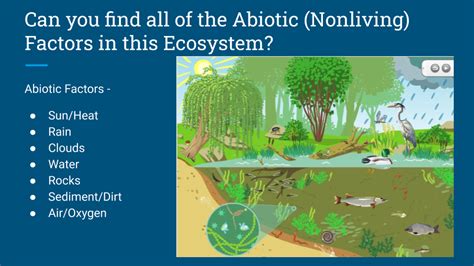 Abiotic vs. Biotic Factors in an Ecosystem | James River Association