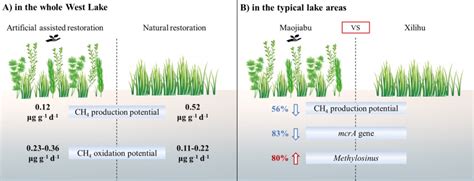 Restoration effects of submerged macrophytes on methane production and oxidation potential of ...