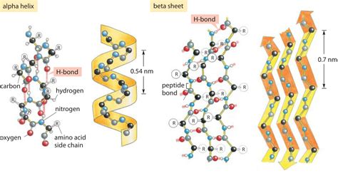 [DIAGRAM] Labeled Diagram Of Hydrogen Bonding - MYDIAGRAM.ONLINE