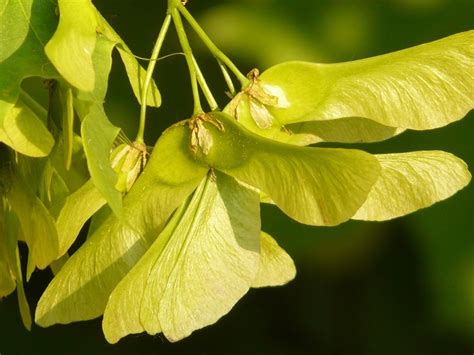 Bigleaf Maple | Tree Species | Kleekhoot Gold Maple Syrup