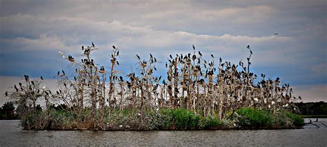 Bird Island Photograph by Nanette Emerle - Fine Art America