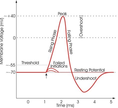 Action Potential - The Definitive Guide | Biology Dictionary