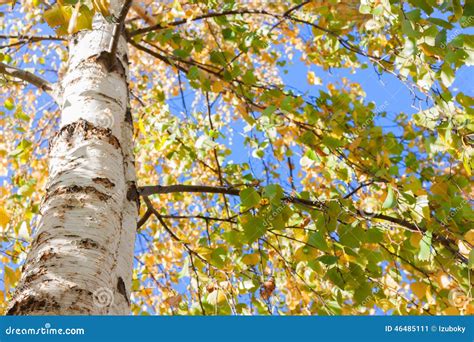 Birch Tree Fall Leaves Yellow Stock Image - Image of bark, golden: 46485111