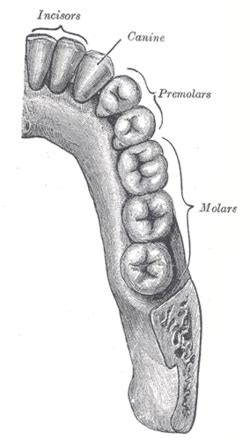 Molar (tooth) - Wikipedia