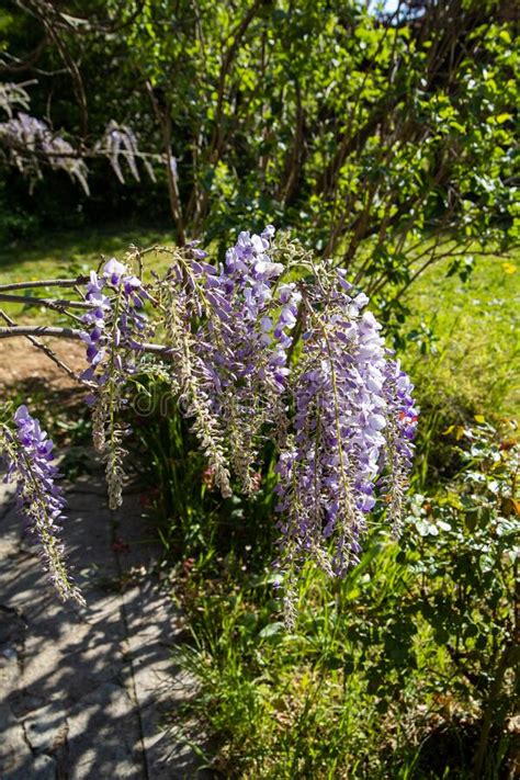 Explosion of Wisteria Flowers Stock Image - Image of color, floral: 179852225