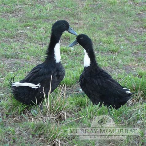 Murray McMurray Hatchery - Black Swedish Ducks