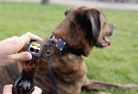 Top 10 Most Creative Pet Dog Accessories