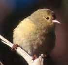 Hawaiian Honeycreepers