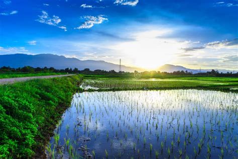 Young Rice Field With Mountain Sunset Background Stock Image - Image of ...