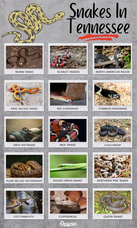 15 Most Common Snakes in Tennessee (With Pictures)