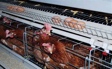 Poultry Farm Equipment Supplier Supply You - Laying Hens Cages for Sale ...