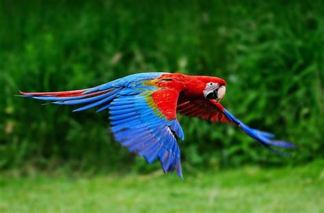 Types of Macaws to Consider as a Pet