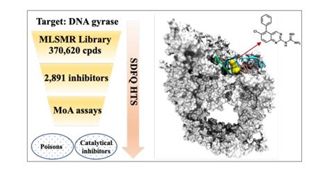 Novel and Structurally Diversified Bacterial DNA Gyrase Inhibitors ...