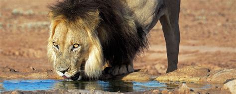 Experience The Kalahari's Black Maned Lion In Botswana | Art Of Safari