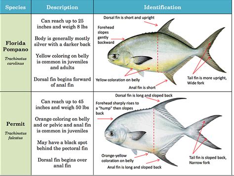 Fish Identification - Permit, Palometa, Pompano | Spearfishing Today