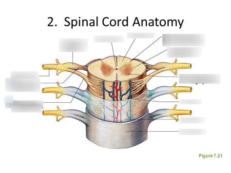 LAB 15 - The Spinal Cord & Spinal Nerves Diagram | Quizlet