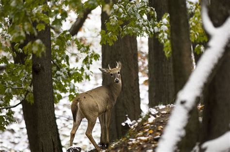 Predator-Prey Study: Wolves not threat to deer you may think - mlive.com