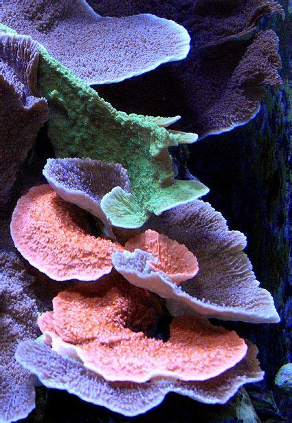 montipora capricornis Saltwater Tank, Saltwater Aquarium, Reef Aquarium ...