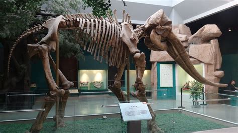 Prehistoric elephant fossils in China point to Gobi Desert, not Africa, as birthplace of earth’s ...