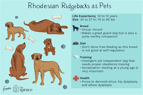 Rhodesian Ridgeback Size