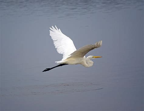 Great Egret In Flight Photograph by Kenneth Albin