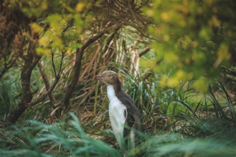 The raw and wild power of the remote Auckland Islands - Young Adventuress