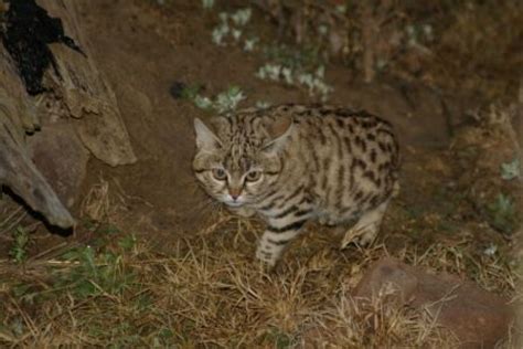 Report on surveying and monitoring Black-footed cats (Felis nigripes) on Benfontein Nature ...