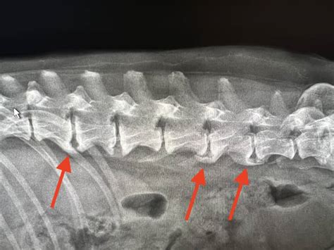 Spondylosis In Dogs: Symptoms And Treatment Options | Kingsdale Animal Hospital