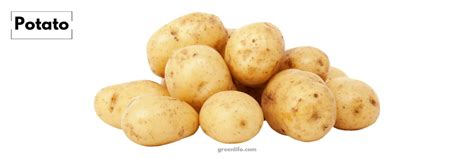 Tuber Plants | List, Types & Examples 2023 - Green Lifo » Green Lifo