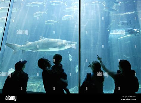 Sharks, visitors, Two Oceans Aquarium, Cape Town, West Cape, South Africa Stock Photo - Alamy