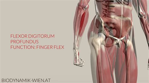 Flexor Digitorum Profundus Function: Finger Flexion (3D Anatomy) - YouTube