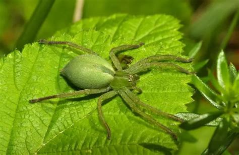 Huntsman Spider - Description, Habitat, Image, Diet, and Interesting Facts