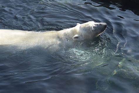 Polar Bear Plunge Day