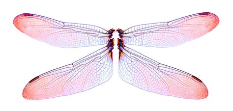 Dragonfly Wings Drawings