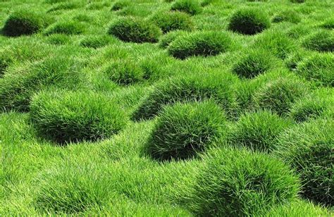 Will Zoysia Take Over Other Grasses? - Lawnal